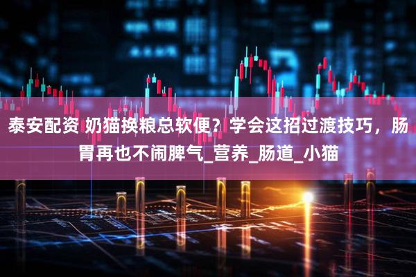 泰安配资 奶猫换粮总软便？学会这招过渡技巧，肠胃再也不闹脾气_营养_肠道_小猫